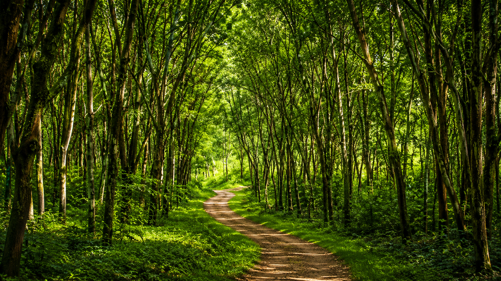 Ecological Plantation