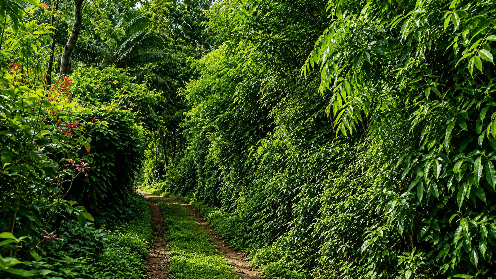 Ecological Plantation