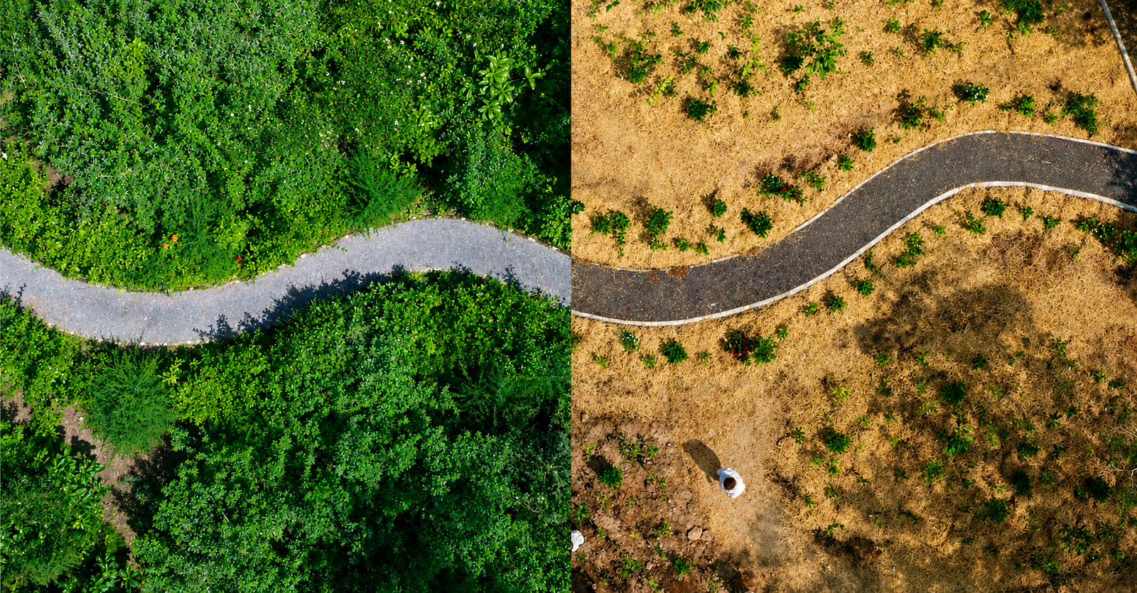 Miyawaki Method Forests